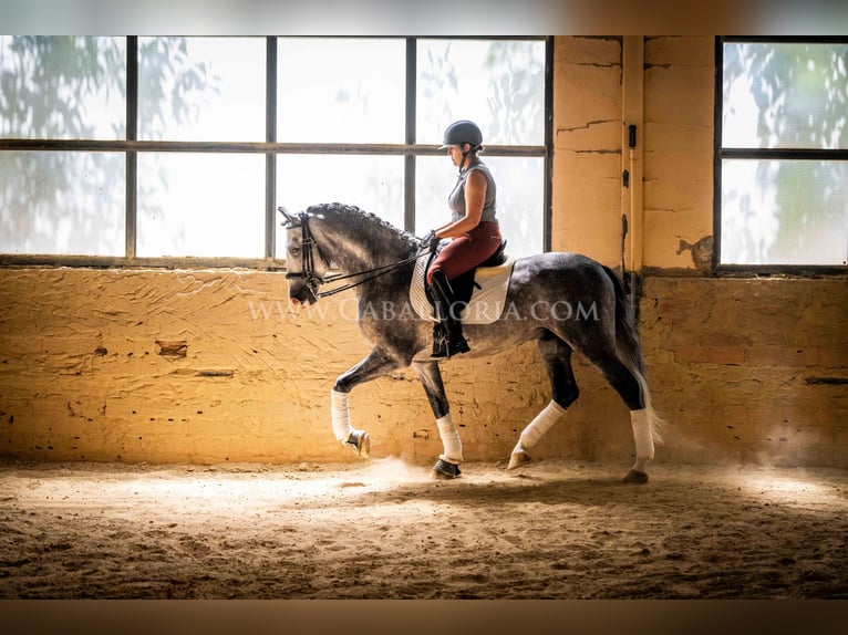 PRE Hengst 5 Jahre 165 cm Apfelschimmel in Rafelguaraf