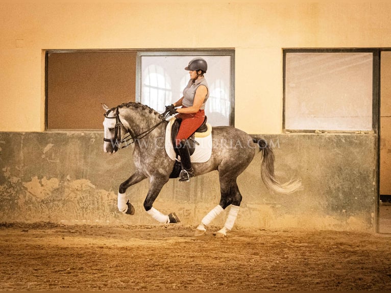 PRE Hengst 5 Jahre 165 cm Apfelschimmel in Rafelguaraf