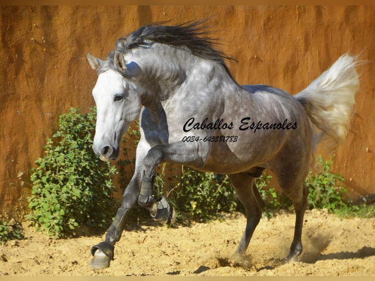 PRE Mix Hengst 5 Jahre 165 cm Apfelschimmel in Vejer de la Frontera