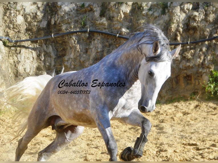 PRE Mix Hengst 5 Jahre 165 cm Apfelschimmel in Vejer de la Frontera