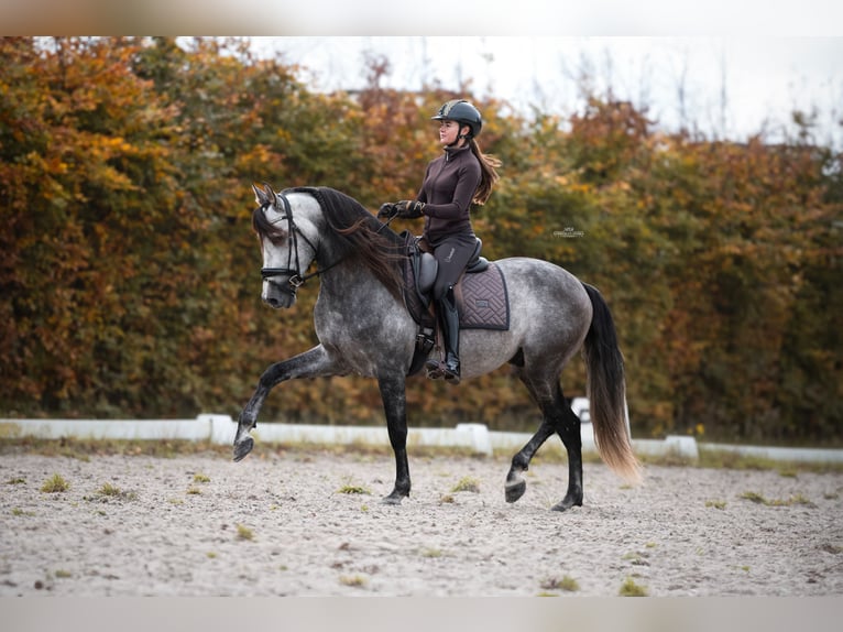 PRE Mix Hengst 5 Jahre 165 cm Blauschimmel in Heemskerk