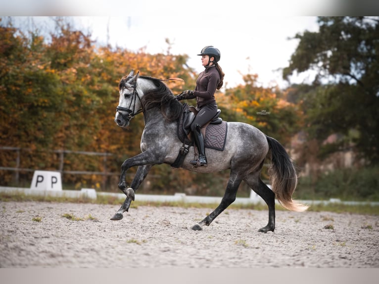 PRE Mix Hengst 5 Jahre 165 cm Blauschimmel in Heemskerk