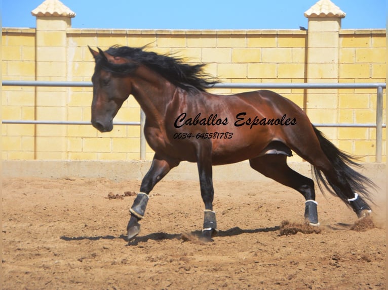 PRE Hengst 5 Jahre 165 cm Brauner in Vejer de la Frontera