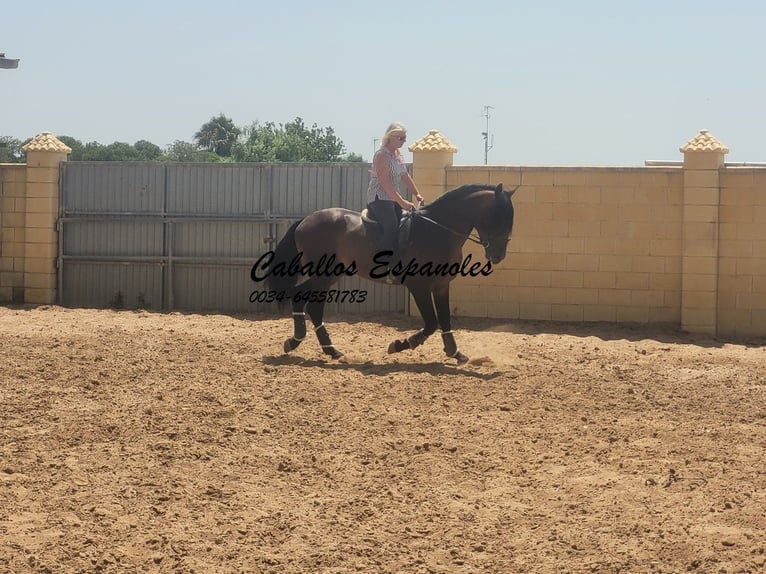 PRE Hengst 5 Jahre 165 cm Brauner in Vejer de la Frontera