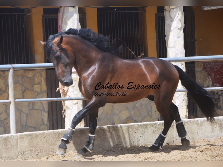 PRE Hengst 5 Jahre 165 cm Brauner in Vejer de la Frontera