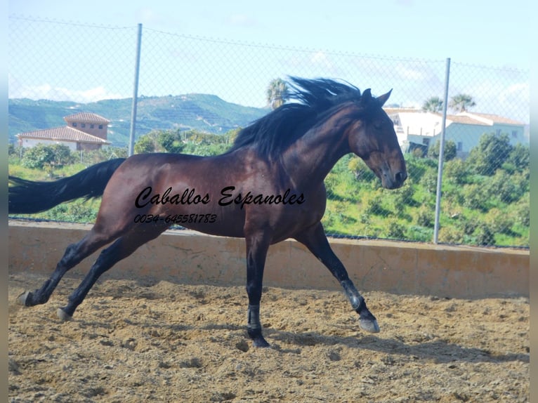 PRE Hengst 5 Jahre 165 cm Brauner in Vejer de la Frontera