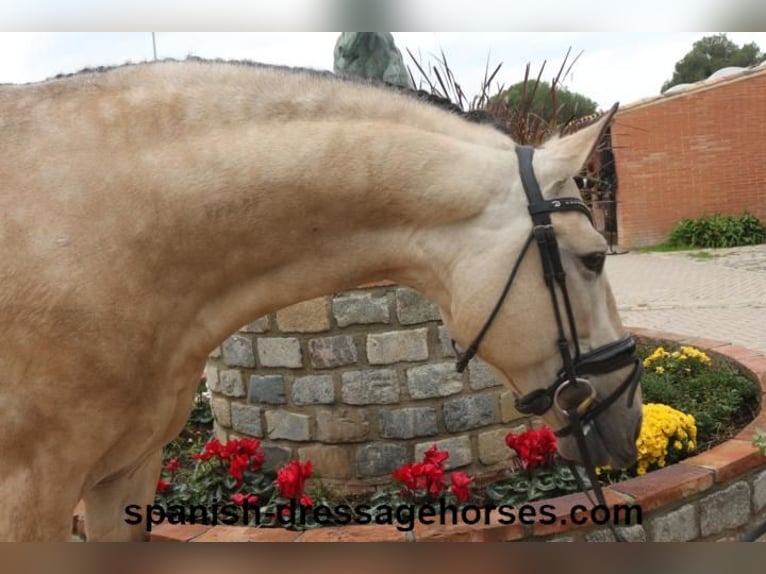 PRE Hengst 5 Jahre 165 cm Buckskin in Barcelona