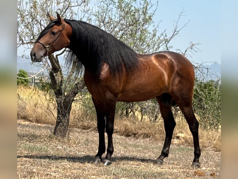 PRE Mix Hengst 5 Jahre 165 cm Dunkelbrauner in Martfeld