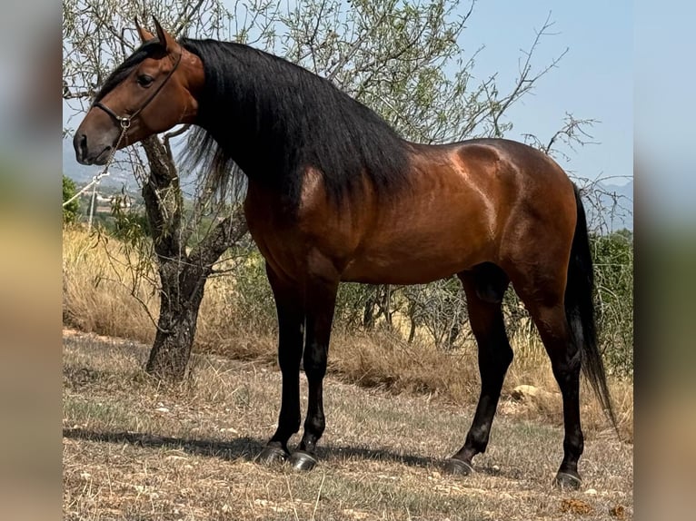 PRE Mix Hengst 5 Jahre 165 cm Dunkelbrauner in Martfeld