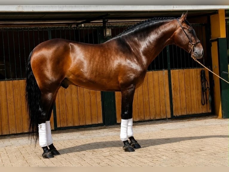 PRE Hengst 5 Jahre 165 cm Dunkelbrauner in Betera