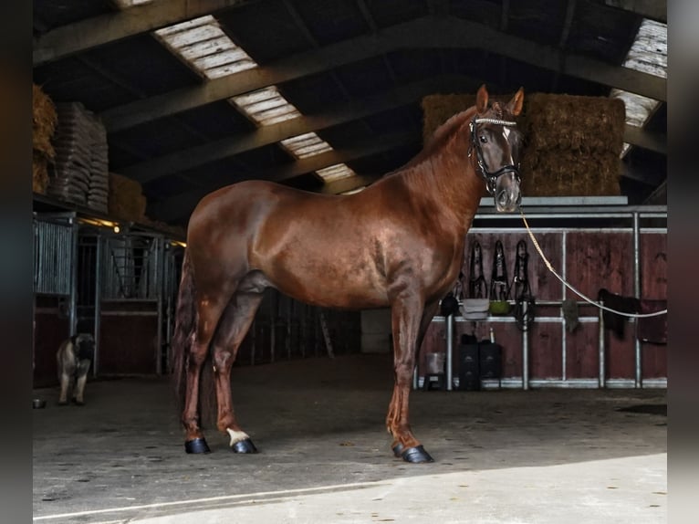 PRE Mix Hengst 5 Jahre 165 cm Dunkelfuchs in HEUVELLAND