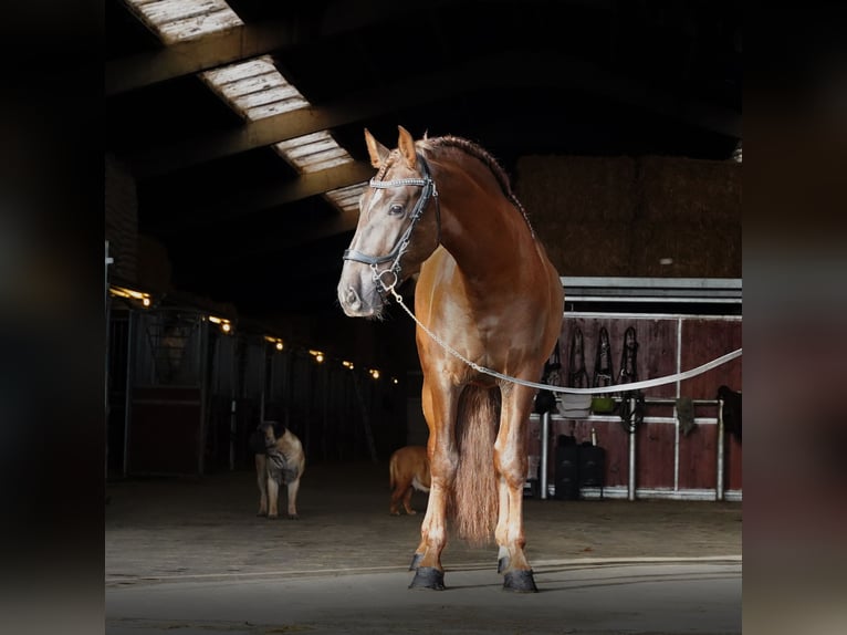 PRE Mix Hengst 5 Jahre 165 cm Dunkelfuchs in HEUVELLAND