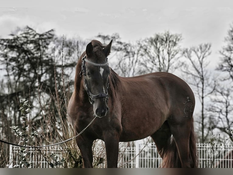 PRE Mix Hengst 5 Jahre 165 cm Dunkelfuchs in HEUVELLAND