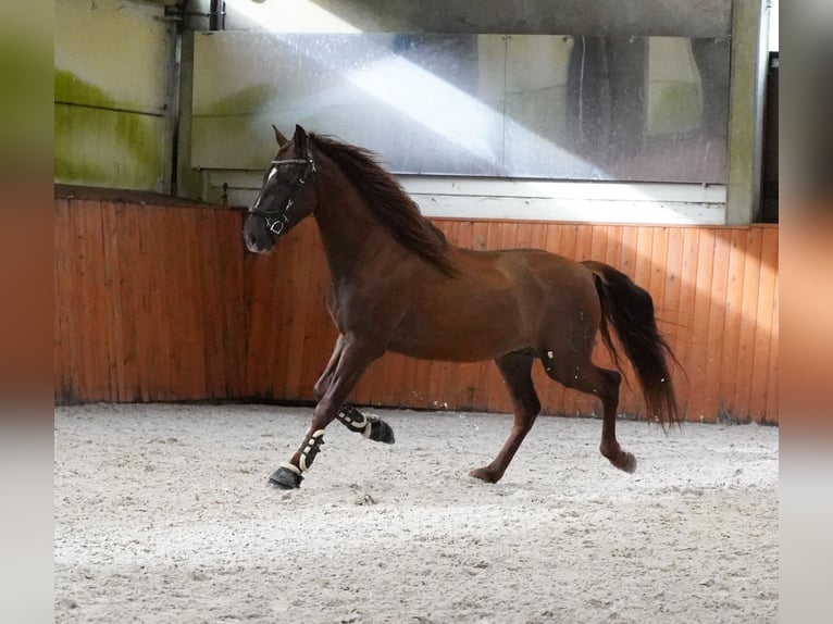 PRE Mix Hengst 5 Jahre 165 cm Dunkelfuchs in HEUVELLAND