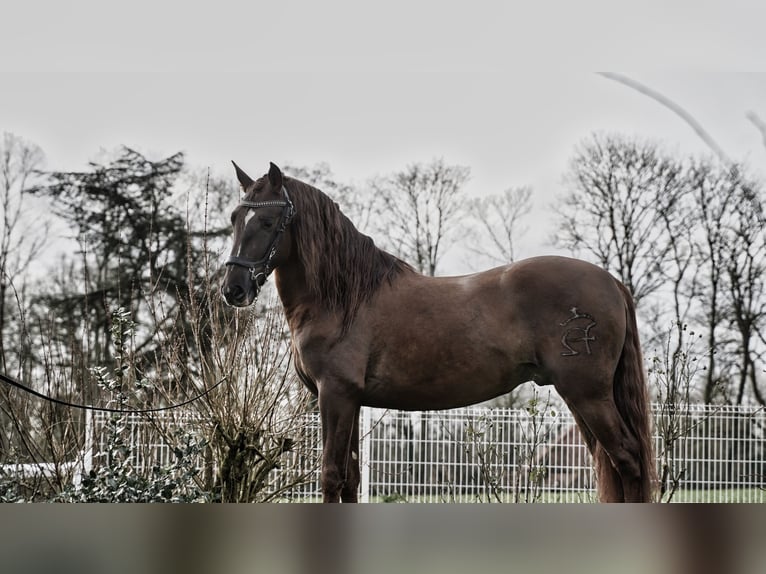 PRE Mix Hengst 5 Jahre 165 cm Dunkelfuchs in HEUVELLAND