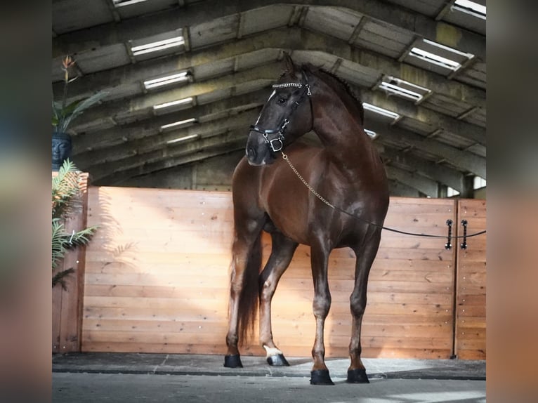 PRE Mix Hengst 5 Jahre 165 cm Dunkelfuchs in HEUVELLAND