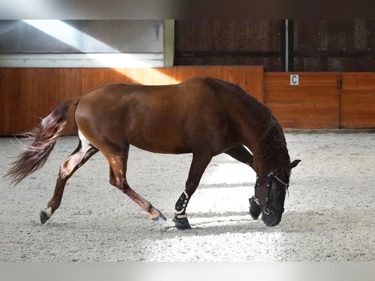 PRE Mix Hengst 5 Jahre 165 cm Dunkelfuchs in HEUVELLAND