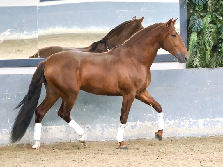 PRE Mix Hengst 5 Jahre 165 cm Fuchs in Navas Del Madroño