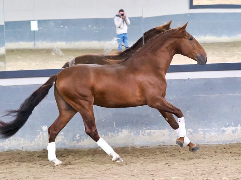 PRE Mix Hengst 5 Jahre 165 cm Fuchs in Navas Del Madroño