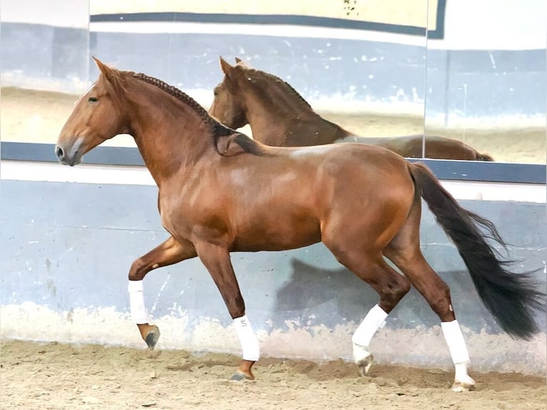 PRE Mix Hengst 5 Jahre 165 cm Fuchs in Navas Del Madroño