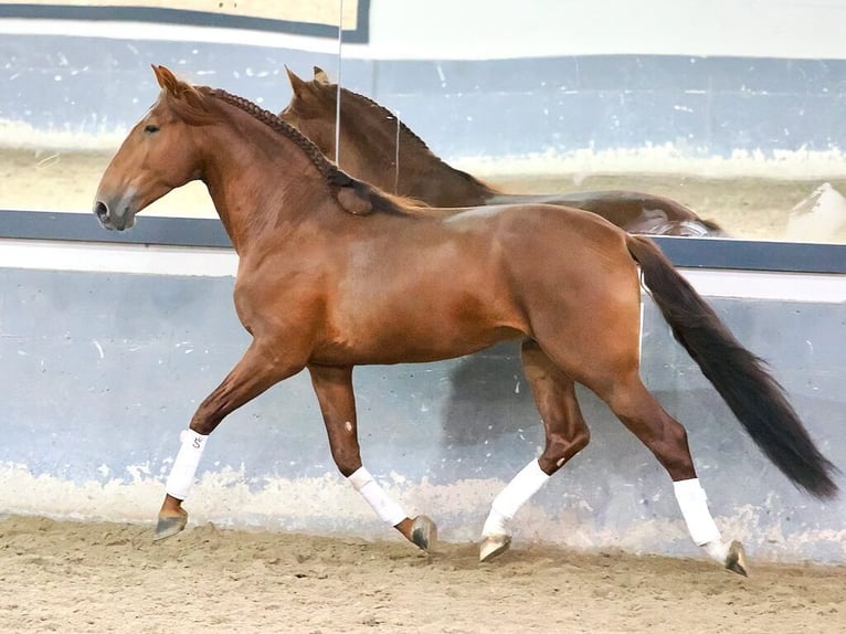 PRE Mix Hengst 5 Jahre 165 cm Fuchs in Navas Del Madroño