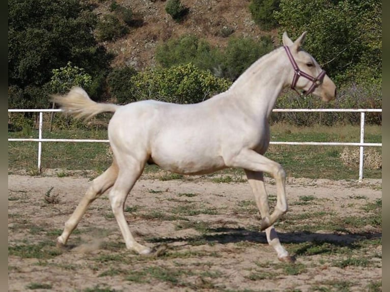 PRE Mix Hengst 5 Jahre 165 cm Palomino in MADRID