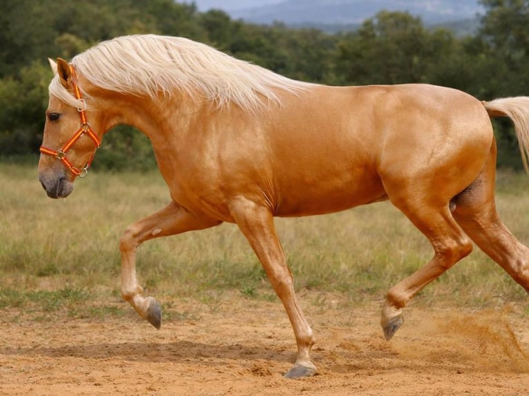 PRE Mix Hengst 5 Jahre 165 cm Palomino in Navas Del Madroño