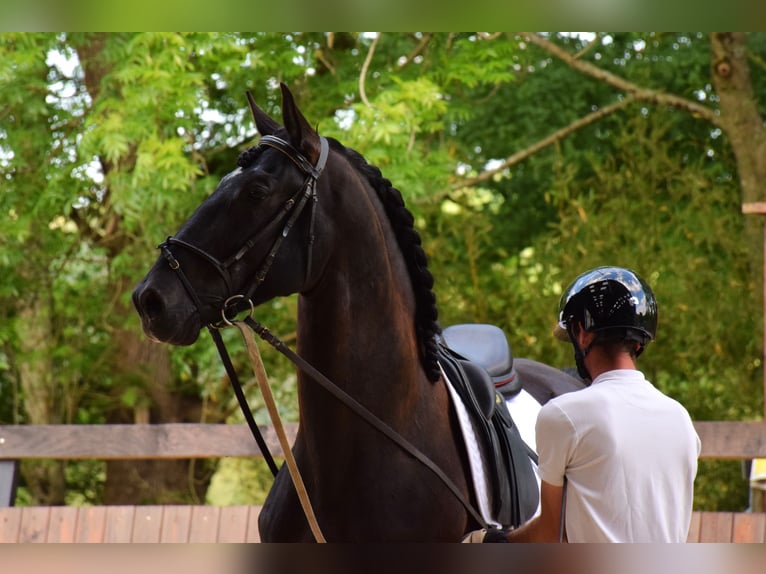 PRE Hengst 5 Jahre 165 cm Rappe in Caumont