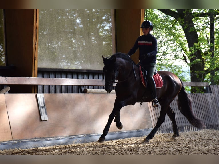 PRE Hengst 5 Jahre 165 cm Rappe in Caumont