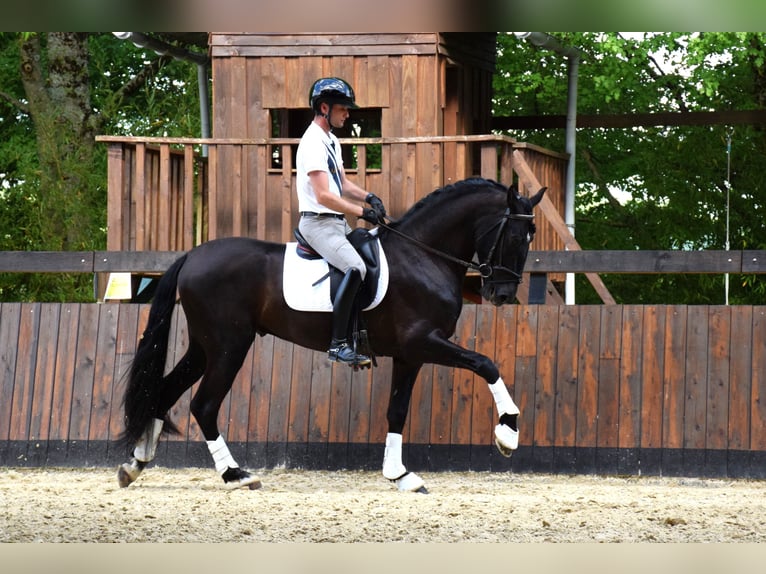 PRE Hengst 5 Jahre 165 cm Rappe in Caumont