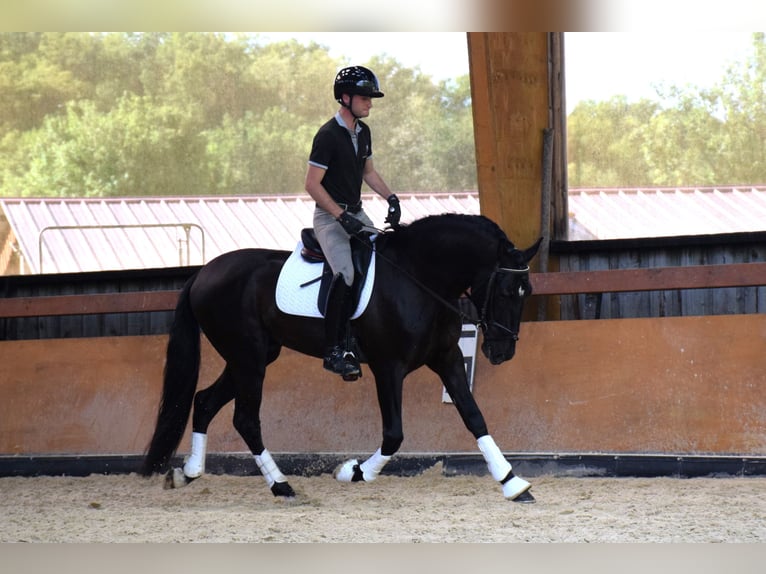 PRE Hengst 5 Jahre 165 cm Rappe in Caumont