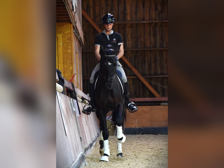 PRE Hengst 5 Jahre 165 cm Rappe in Caumont