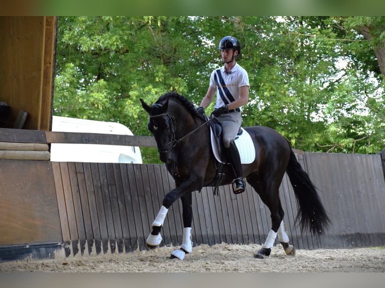 PRE Hengst 5 Jahre 165 cm Rappe in Caumont