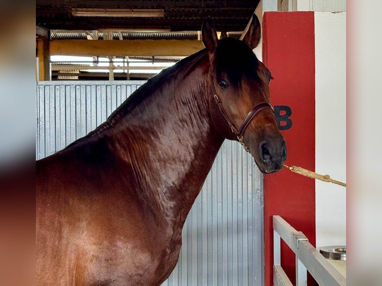 PRE Mix Hengst 5 Jahre 165 cm Rotbrauner in Alicante