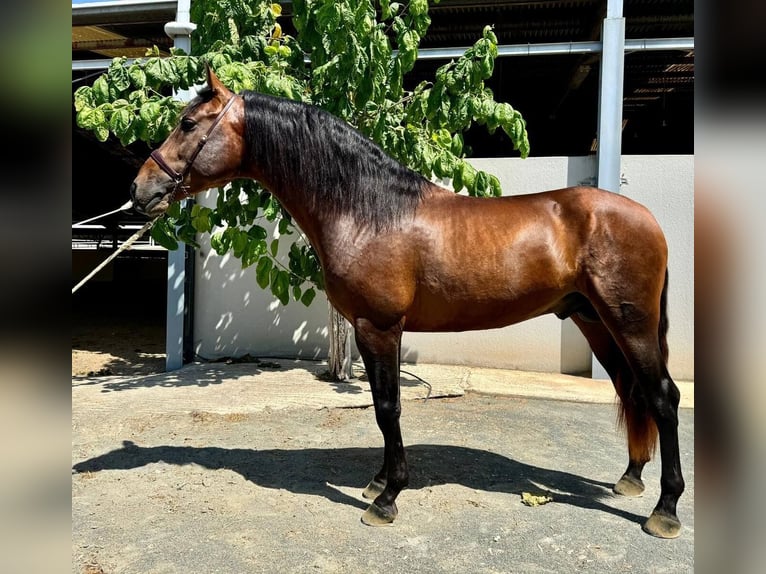 PRE Mix Hengst 5 Jahre 165 cm Rotbrauner in Alicante