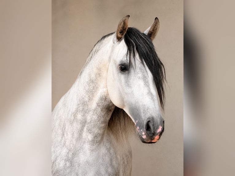 PRE Hengst 5 Jahre 165 cm Schimmel in El Catllar