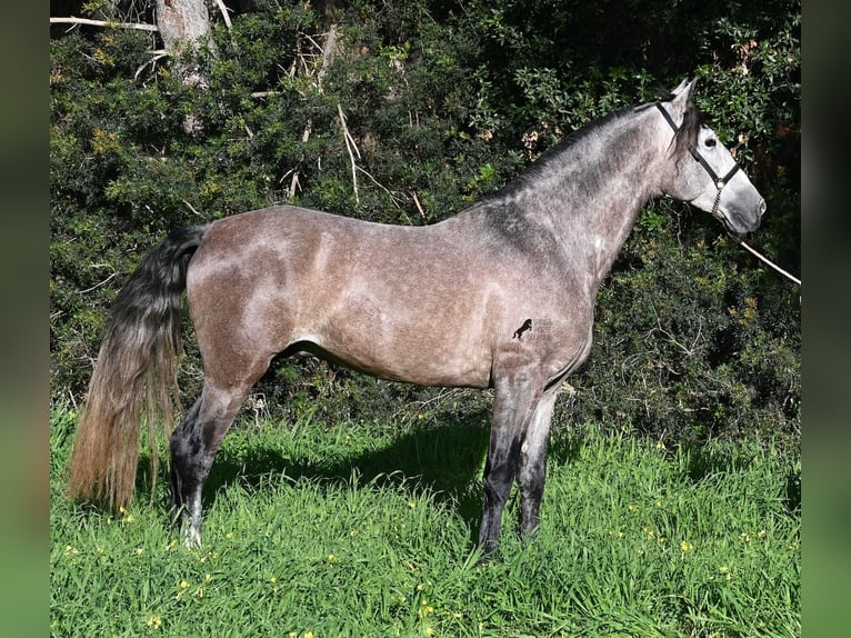 PRE Mix Hengst 5 Jahre 165 cm Schimmel in Menorca