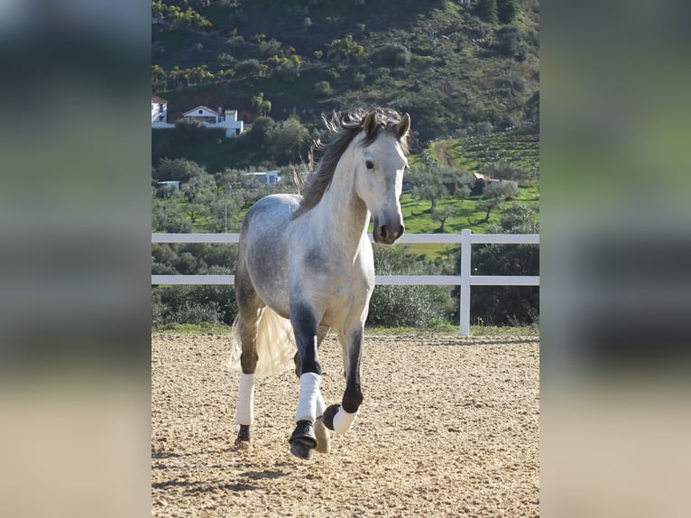 PRE Hengst 5 Jahre 165 cm Schimmel in Coín, Málaga