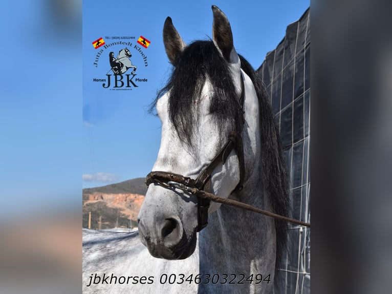 PRE Hengst 5 Jahre 165 cm Schimmel in Tabernas Almeria