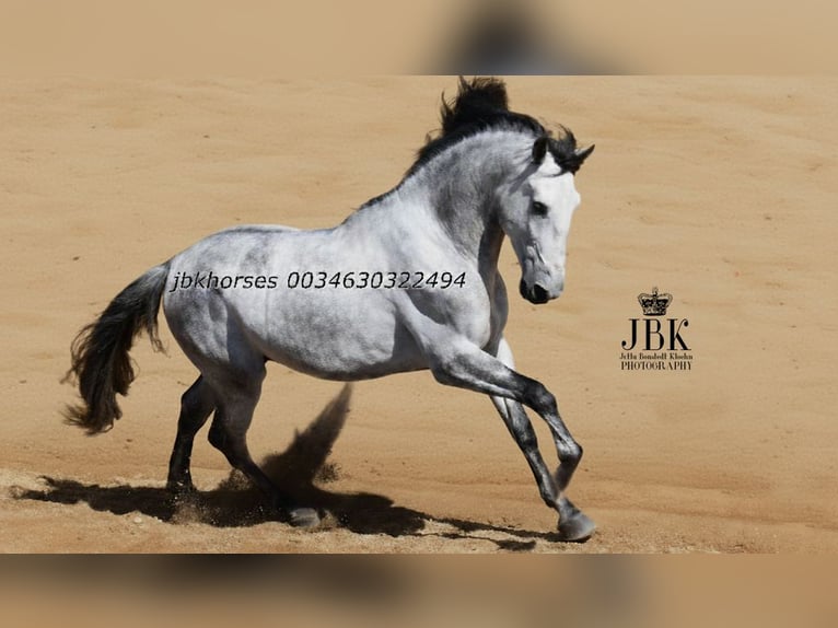 PRE Hengst 5 Jahre 165 cm Schimmel in Tabernas Almeria