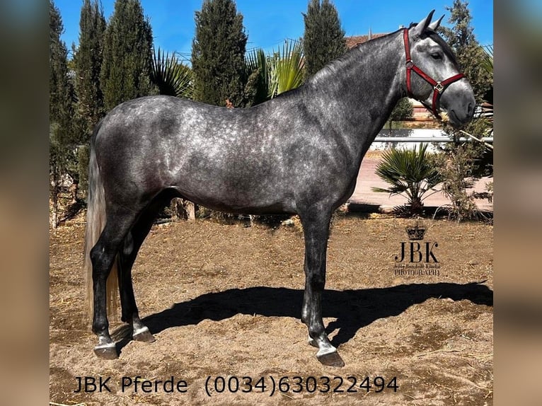 PRE Mix Hengst 5 Jahre 166 cm Apfelschimmel in Tabernas Almeria