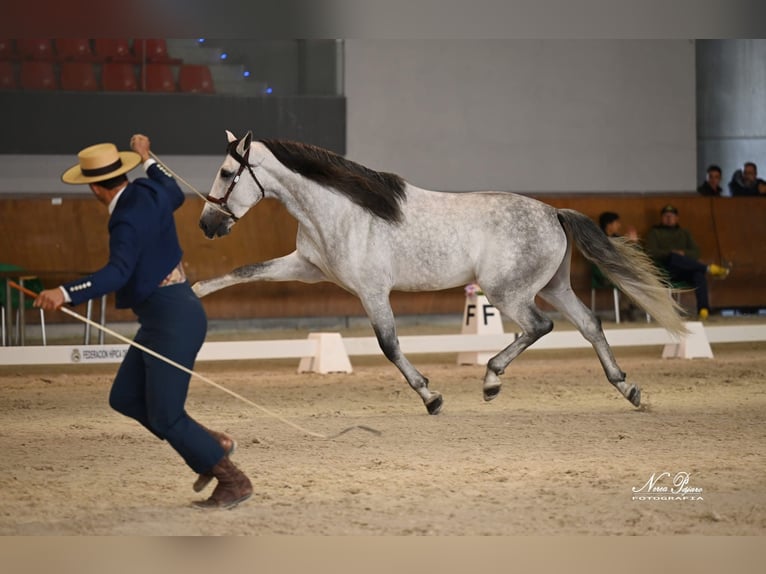 PRE Hengst 5 Jahre 166 cm Apfelschimmel in Monroy