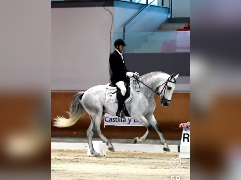 PRE Hengst 5 Jahre 166 cm Apfelschimmel in Monroy