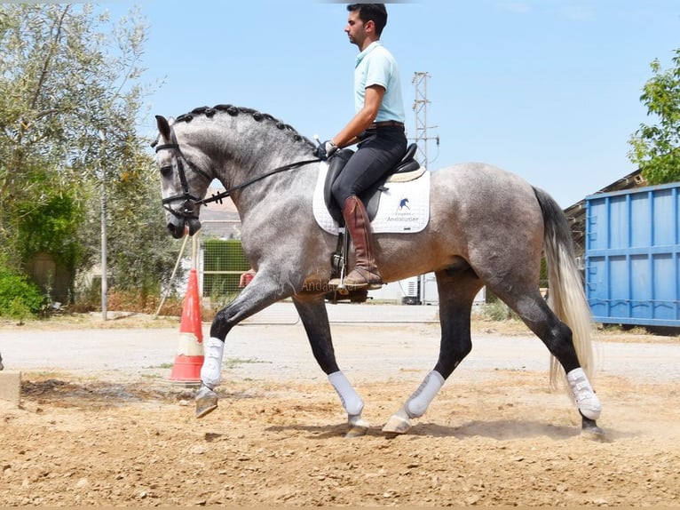 PRE Hengst 5 Jahre 166 cm in Provinz Granada