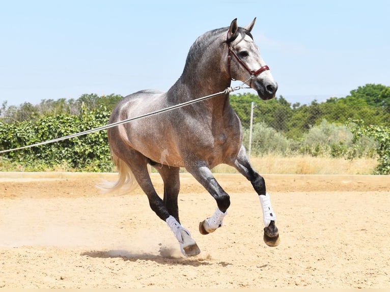 PRE Hengst 5 Jahre 166 cm in Provinz Granada