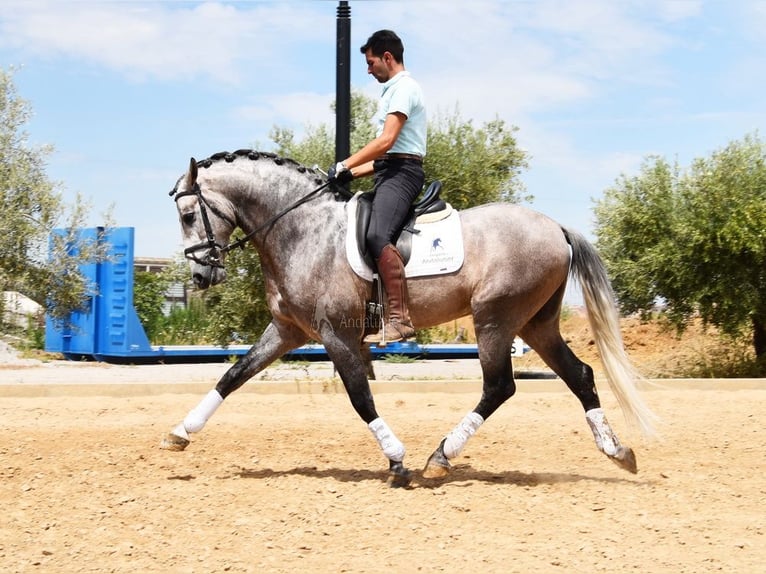 PRE Hengst 5 Jahre 166 cm in Provinz Granada