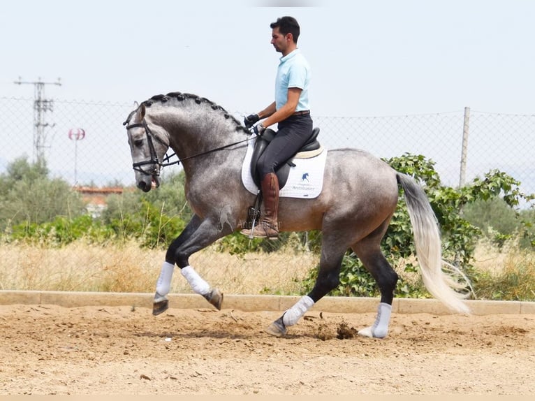 PRE Hengst 5 Jahre 166 cm in Provinz Granada