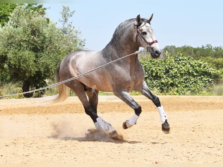 PRE Hengst 5 Jahre 166 cm in Provinz Granada