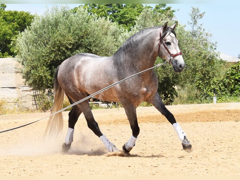 PRE Hengst 5 Jahre 166 cm in Provinz Granada