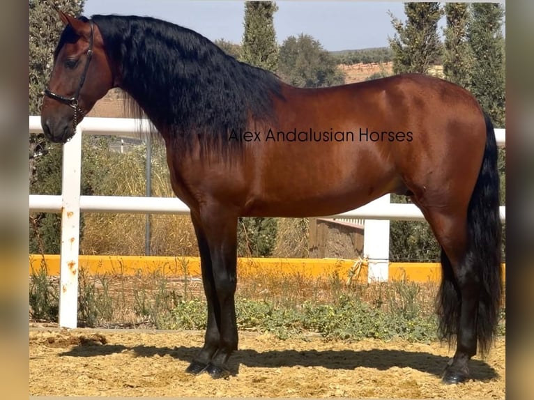 PRE Mix Hengst 5 Jahre 166 cm Brauner in Sevilla